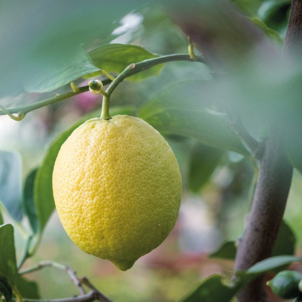 Il Giardino All'Italiana