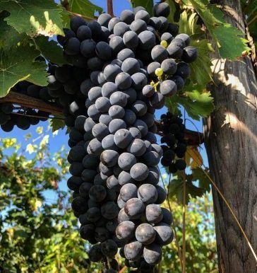 Sangiovese grape at Poggio Torselli vineyard